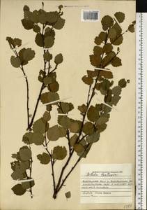Betula pubescens var. pumila (Zanoni ex Murray) Govaerts, Eastern Europe, Northern region (E1) (Russia)