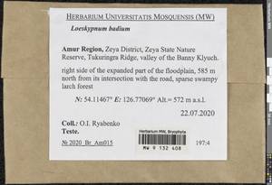 Loeskypnum badium (Hartm.) H.K.G. Paul, Bryophytes, Bryophytes - Russian Far East (excl. Chukotka & Kamchatka) (B20) (Russia)