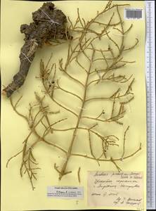 Anabasis jaxartica (Bunge) Benth. ex Iljin, Middle Asia, Syr-Darian deserts & Kyzylkum (M7) (Uzbekistan)