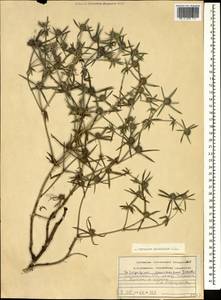 Eryngium caucasicum Trautv., Caucasus, Georgia (K4) (Georgia)