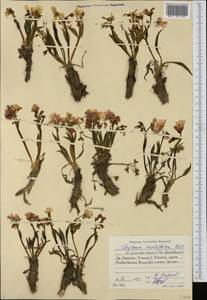 Claytonia acutifolia Pall. ex Willd., Siberia, Yakutia (S5) (Russia)