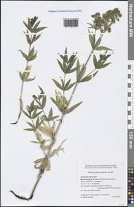 Galium rubioides L., Eastern Europe, Central forest-and-steppe region (E6) (Russia)