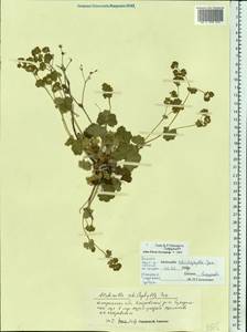 Alchemilla schistophylla Juz., Eastern Europe, Central forest region (E5) (Russia)