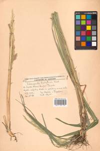 Calamagrostis arundinacea (L.) Roth, Siberia, Russian Far East (S6) (Russia)