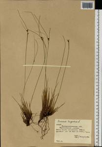 Oreojuncus trifidus (L.) Záv. Drábk. & Kirschner, Eastern Europe, West Ukrainian region (E13) (Ukraine)