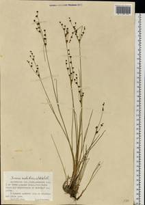 Juncus alpinoarticulatus subsp. rariflorus (Hartm.) Holub, Eastern Europe, Northern region (E1) (Russia)