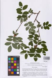 Rosa pendulina L., Eastern Europe, West Ukrainian region (E13) (Ukraine)