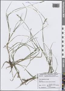 Carex lapponica O.Lang, Siberia, Central Siberia (S3) (Russia)