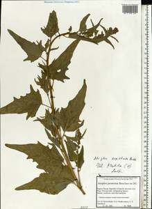 Atriplex sagittata Borkh., Eastern Europe, Northern region (E1) (Russia)