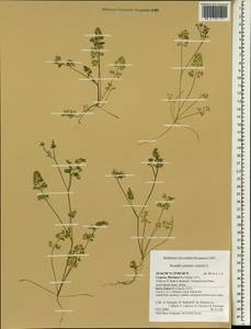 Scandix pecten-veneris L., South Asia, South Asia (Asia outside ex-Soviet states and Mongolia) (ASIA) (Cyprus)