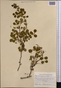 Rosa webbiana Wall., Middle Asia, Pamir & Pamiro-Alai (M2) (Uzbekistan)
