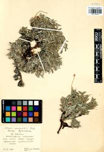 Dryas octopetala subsp. punctata (Juz.) Hultén, Siberia, Baikal & Transbaikal region (S4) (Russia)