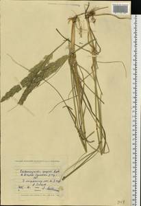 Calamagrostis epigejos (L.) Roth, Eastern Europe, North Ukrainian region (E11) (Ukraine)