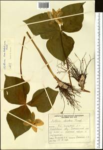 Trillium camschatcense Ker Gawl., Siberia, Chukotka & Kamchatka (S7) (Russia)