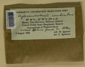 Hylocomiastrum umbratum (Hedw.) M. Fleisch. ex Broth., Bryophytes, Bryophytes - Middle Russia (B6) (Russia)