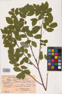 Rosa acicularis Lindl., Eastern Europe, Northern region (E1) (Russia)