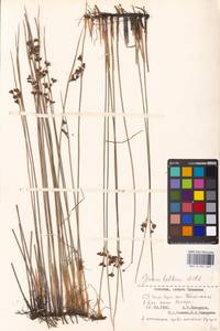 Juncus balticus Willd., Eastern Europe, Estonia (E2c) (Estonia)