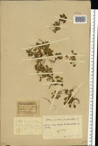 Cochlearia groenlandica L., Eastern Europe, Northern region (E1) (Russia)