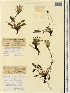 Campanula tridentata subsp. biebersteiniana (Schult.) Ogan., Caucasus, North Ossetia, Ingushetia & Chechnya (K1c) (Russia)