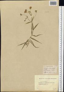 Rabelera holostea (L.) M. T. Sharples & E. A. Tripp, Eastern Europe, Central forest-and-steppe region (E6) (Russia)