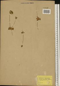 Androsace maxima L., Eastern Europe, Lower Volga region (E9) (Russia)