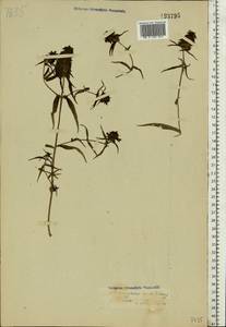 Melampyrum cristatum L., Eastern Europe, North-Western region (E2) (Russia)
