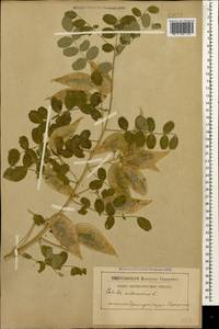Colutea arborescens L., Caucasus, Black Sea Shore (from Novorossiysk to Adler) (K3) (Russia)