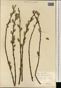 Salix capusii Franch., South Asia, South Asia (Asia outside ex-Soviet states and Mongolia) (ASIA) (North Korea)