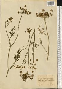 Dichoropetalum carvifolia (Vill.) Pimenov & Kljuykov, Eastern Europe, Central forest-and-steppe region (E6) (Russia)