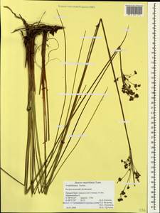 Juncus maritimus Lam., Caucasus, Azerbaijan (K6) (Azerbaijan)