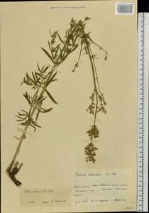 Silene sibirica (L.) Pers., Eastern Europe, Eastern region (E10) (Russia)