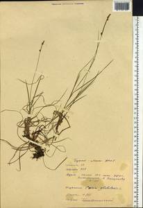 Carex globularis L., Siberia, Baikal & Transbaikal region (S4) (Russia)