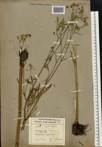 Cicuta virosa L., Eastern Europe, North Ukrainian region (E11) (Ukraine)