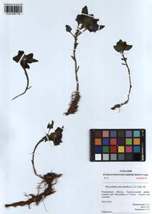 Physochlaina physaloides (L.) G. Don, Siberia, Altai & Sayany Mountains (S2) (Russia)