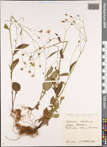 Lapsana communis subsp. intermedia (M. Bieb.) Hayek, Caucasus, Georgia (K4) (Georgia)