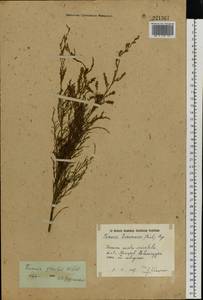 Tamarix gracilis Willd., Eastern Europe, South Ukrainian region (E12) (Ukraine)