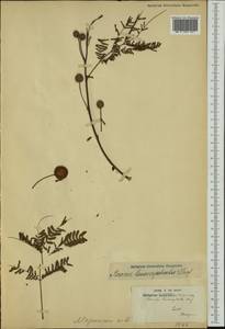 Leucaena leucocephala (Lam.)de Wit, Australia & Oceania (AUSTR) (French Polynesia)