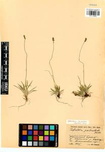 Tofieldia pusilla (Michx.) Pers., Siberia, Baikal & Transbaikal region (S4) (Russia)