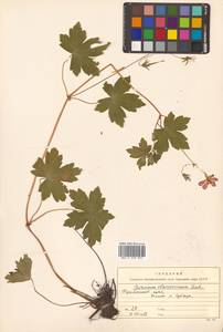 Geranium wlassovianum Fisch. ex Link, Siberia, Russian Far East (S6) (Russia)