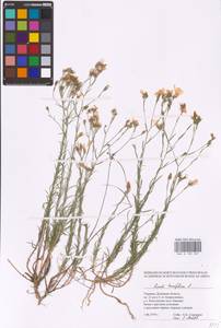 Linum tenuifolium L., Eastern Europe, South Ukrainian region (E12) (Ukraine)