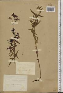 Galium boreale L., Siberia, Altai & Sayany Mountains (S2) (Russia)
