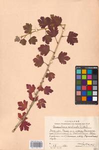 Ribes uva-crispa var. sativum DC., Eastern Europe, Moscow region (E4a) (Russia)