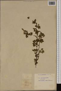 Ribes alpinum, Western Europe (EUR) (France)
