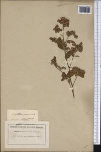 Waltheria indica L., America (AMER)