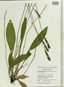 Plantago urvillei Opiz, Eastern Europe, Northern region (E1) (Russia)