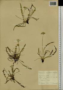 Taraxacum scariosum (Tausch) Kirschner & Å, Siberia, Baikal & Transbaikal region (S4) (Russia)