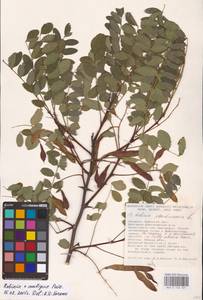 Robinia × ambigua Poir., Eastern Europe, South Ukrainian region (E12) (Ukraine)