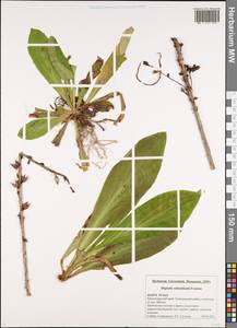 Digitalis ferruginea subsp. schischkinii (Ivanina) K. Werner, Caucasus, Black Sea Shore (from Novorossiysk to Adler) (K3) (Russia)