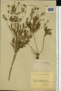 Ranunculus oxyspermus Willd., Eastern Europe, Rostov Oblast (E12a) (Russia)
