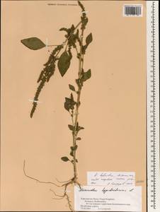 Amaranthus hybridus L., South Asia, South Asia (Asia outside ex-Soviet states and Mongolia) (ASIA) (Nepal)
